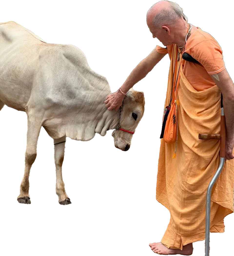 Maharaja avec vache