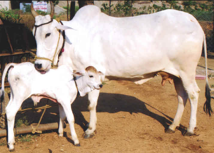 Vache et veau