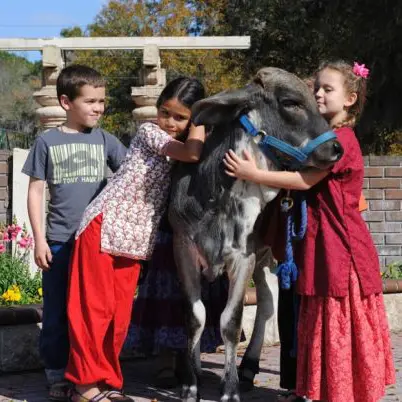 Calin avec une vache