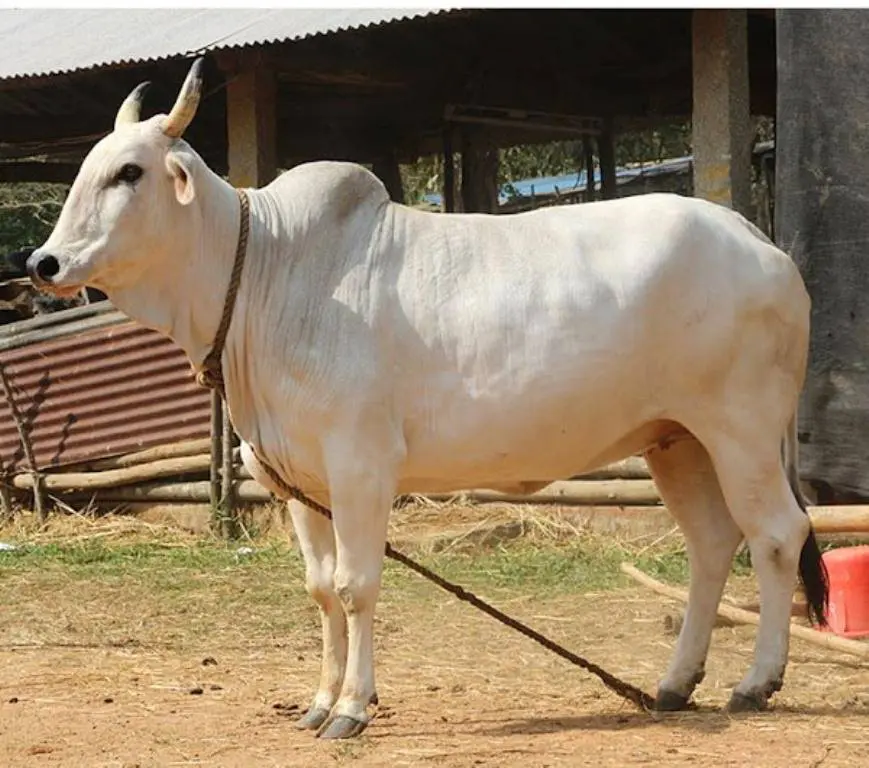 Vache en liberté
