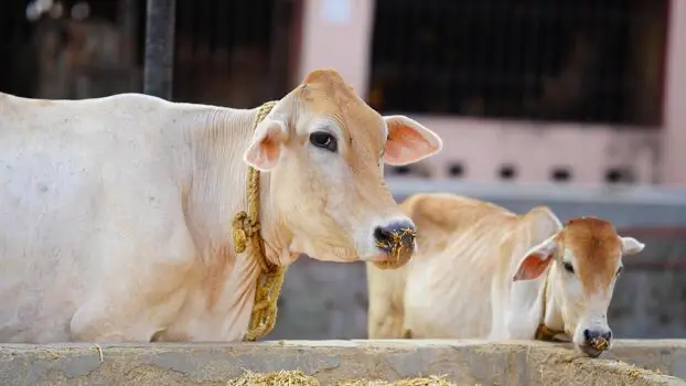 Vache sacrée