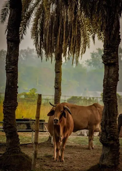 Vache protégée