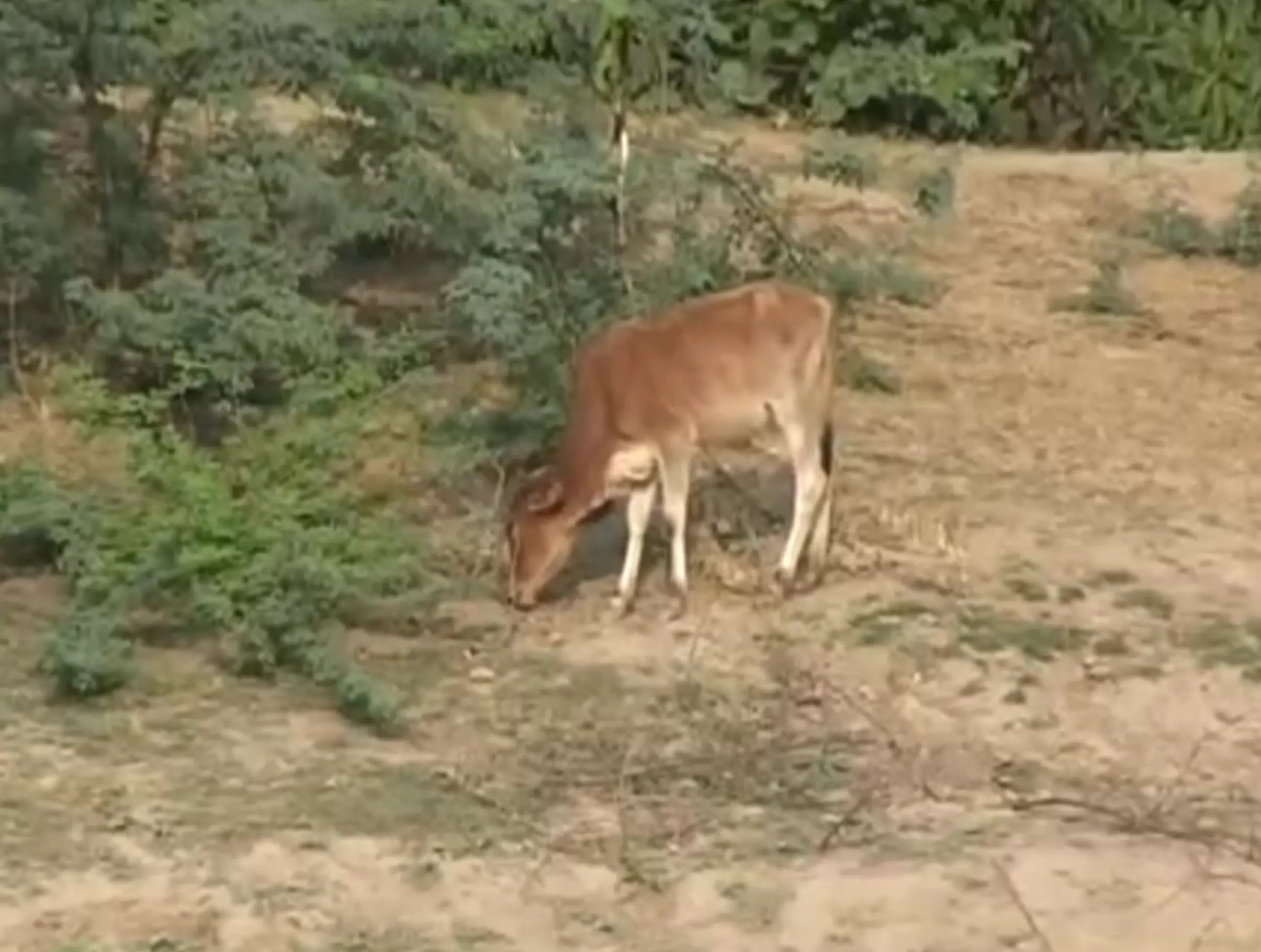 Vrindavana 9