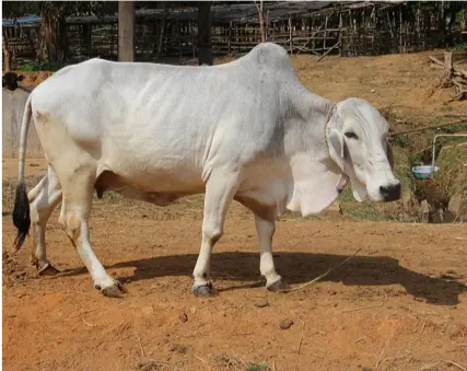 Tharparkar